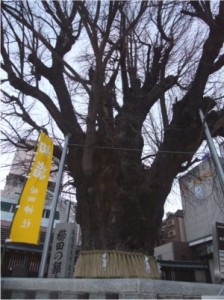 櫛田の銀杏